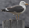 juvenile LBBG in October, ringed in Norway. (131273 bytes)